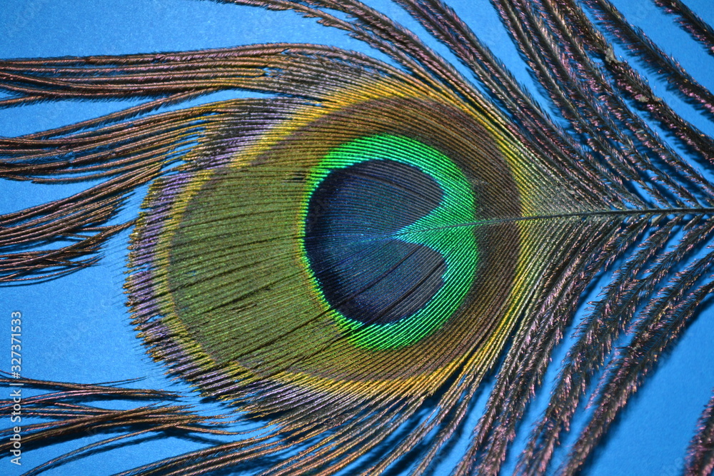 Obraz premium peacock feather on blue