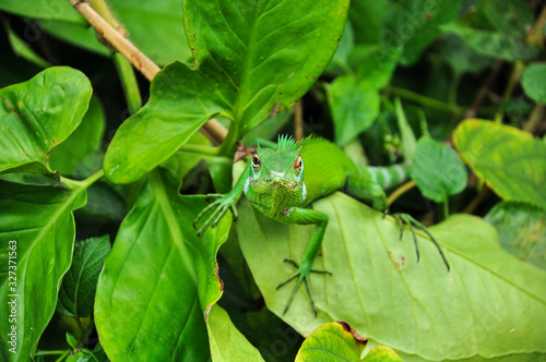 A green chameleon sits on green leaves in the jungle of Sri Lanka.