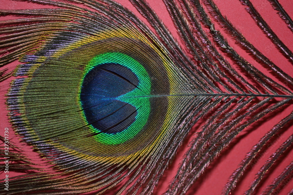 Obraz premium peacock feather on red