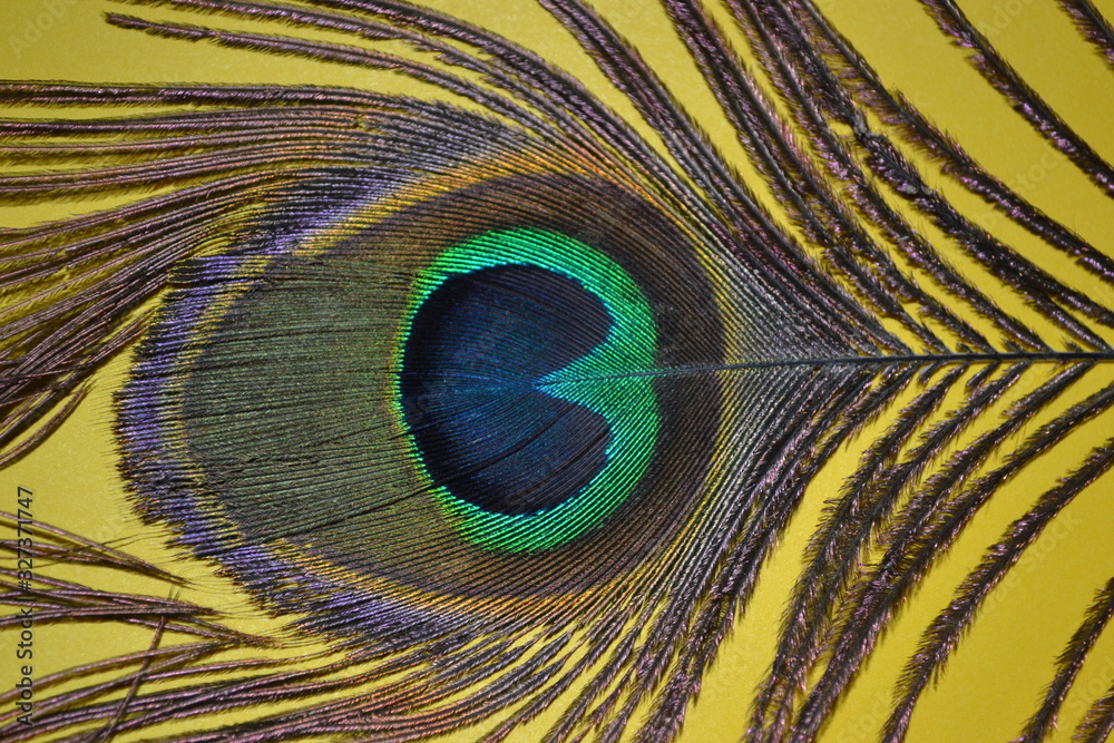 Obraz premium peacock feather on yellow