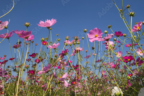 pink cosmos flower