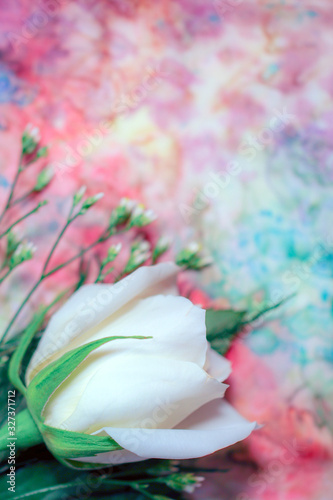 A fresh white rose flower against a background of multicolored, hand-dyed silk, with copy space