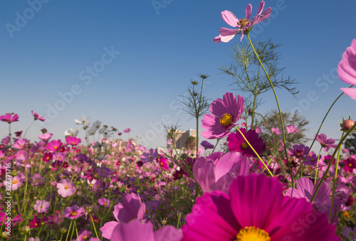 pink cosmos flower