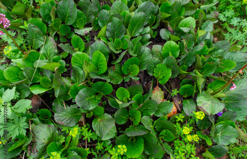 a bit further green grass similar to lilies of the valley in the Siberian forest and flowers a bit further green grass similar to lilies of the valley in the Siberian forest and flowers