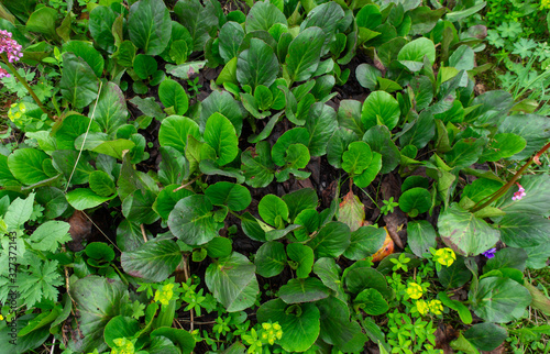  a bit further  green grass similar to lilies of the valley in the Siberian forest and flowers