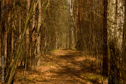Fototapeta Naklejka Na Ścianę i Meble -  Las wczesną wiosenną porą