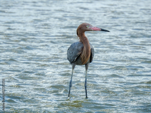 Reddish egret in New Smyrna Beach, Florida photo