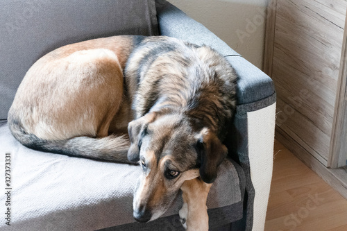 a dog is sleeping on the couch