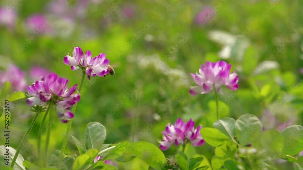 Beautiful spring day one honey bee flying around pink flower collecting pollen nectar in blooming meadow slow motion of insect in the nature grass field Beautiful spring day one honey bee flying around pink flower collecting pollen nectar in blooming meadow slow motion of insect in the nature grass field