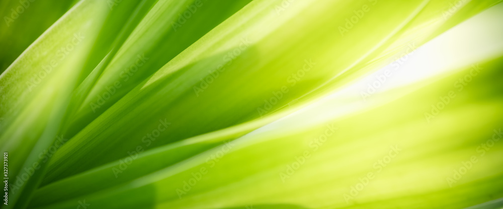 Beautiful nature view of green leaf on blurred greenery background in  garden and sunlight with copy space using as background natural green  plants landscape, ecology, fresh wallpaper concept. Stock Photo | Adobe