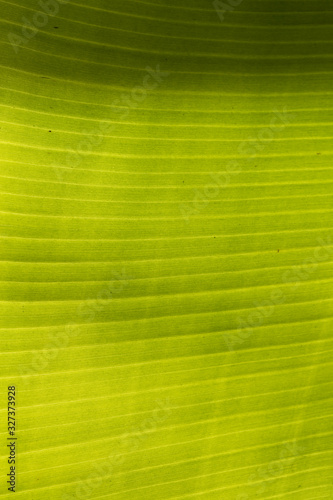 Texture of a banana tree leaf. Musa acuminata is a species of banana native to Southeast Asia. Green leaf  bright  with veins on it  and the sun shining.
