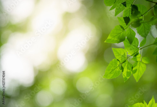 Beautiful nature view of green leaf on blurred greenery background in garden and sunlight with copy space using as background natural green plants landscape, ecology, fresh wallpaper concept.