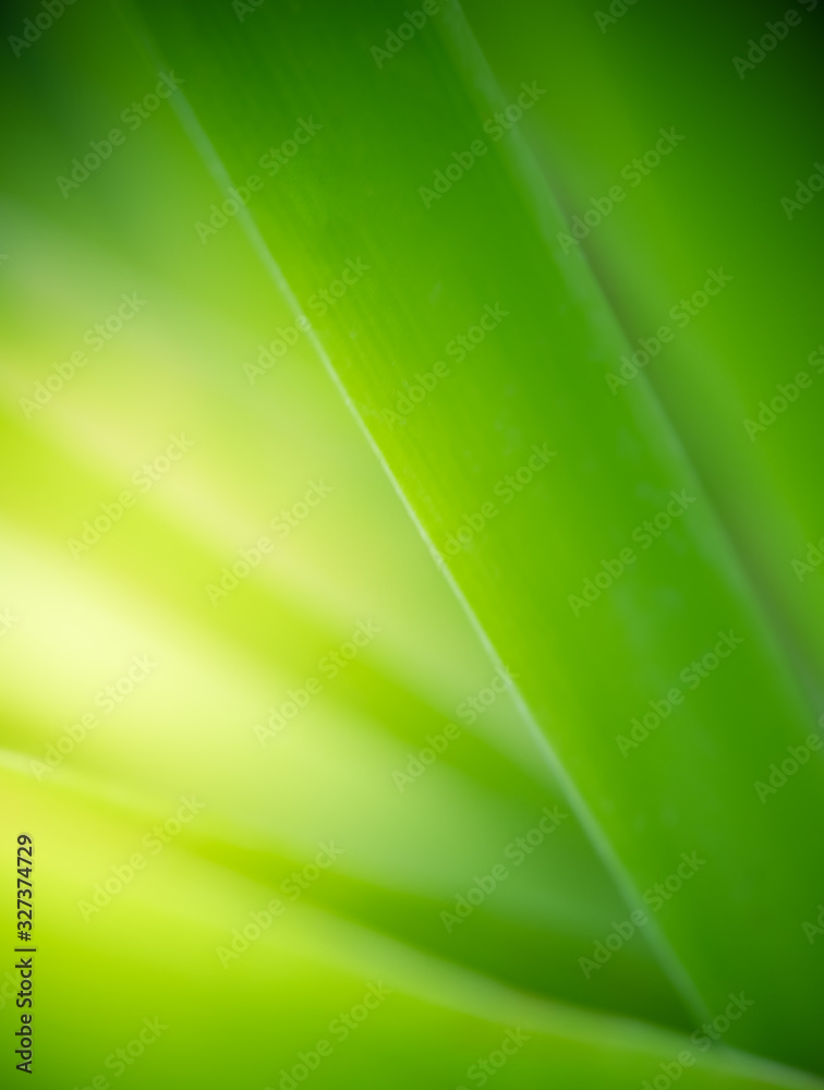 Beautiful nature view of green leaf on blurred greenery background in garden and sunlight with copy space using as background natural green plants landscape, ecology, fresh wallpaper concept. Beautiful nature view of green leaf on blurred greenery background in garden and sunlight with copy space using as background natural green plants landscape, ecology, fresh wallpaper concept.