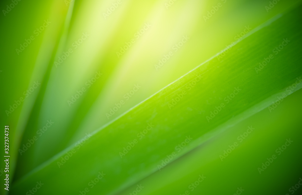 Beautiful nature view of green leaf on blurred greenery background in garden and sunlight with copy space using as background natural green plants landscape, ecology, fresh wallpaper concept. Beautiful nature view of green leaf on blurred greenery background in garden and sunlight with copy space using as background natural green plants landscape, ecology, fresh wallpaper concept.