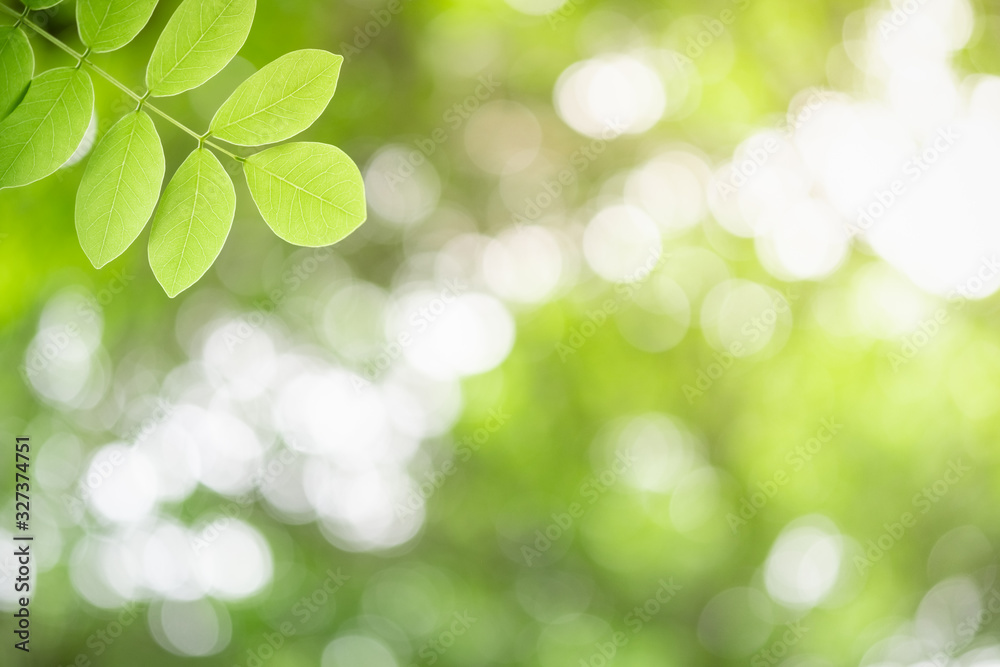 Obraz premium Beautiful nature view of green leaf on blurred greenery background in garden and sunlight with copy space using as background natural green plants landscape, ecology, fresh wallpaper concept.