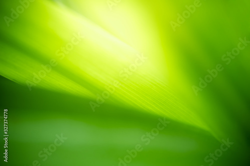 Beautiful nature view of green leaf on blurred greenery background in garden and sunlight with copy space using as background natural green plants landscape, ecology, fresh wallpaper concept.