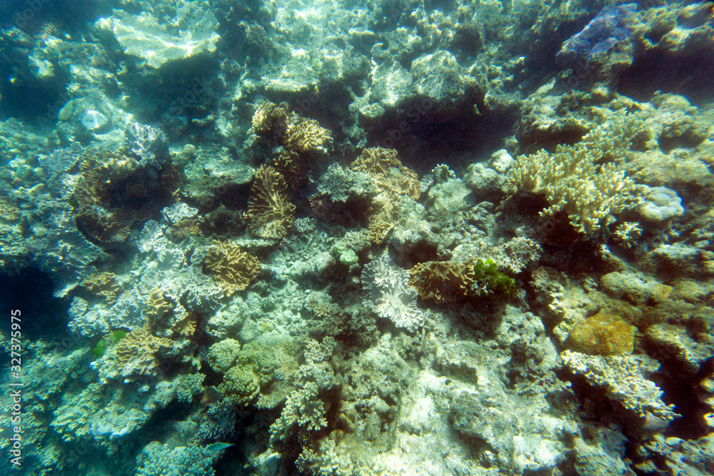 View of beautiful coral reef