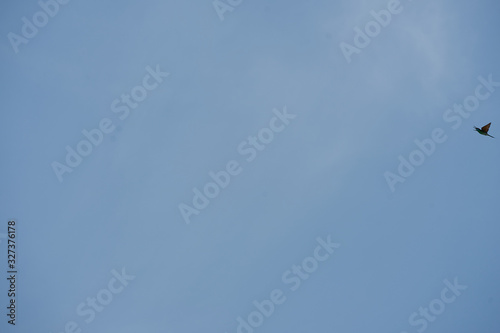 Bird fly on sky with copy space in minimal concept photo