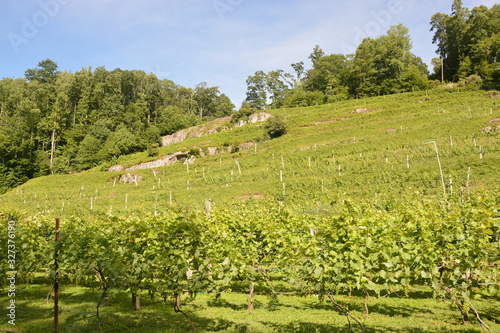 Grape plants on the vine in North Carolina during the summer.