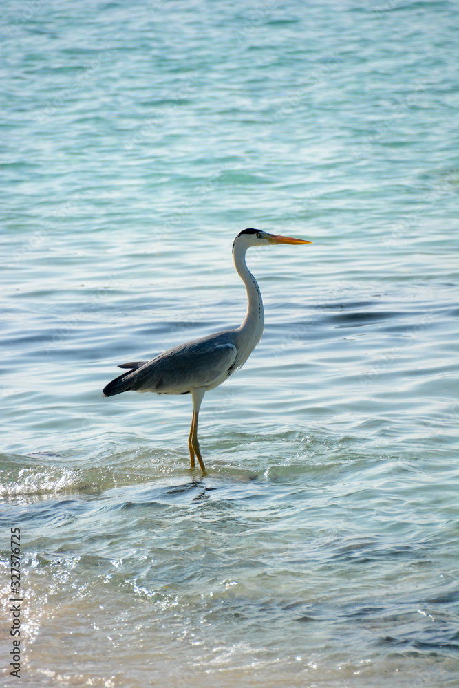 heron on the seaside heron on the seaside