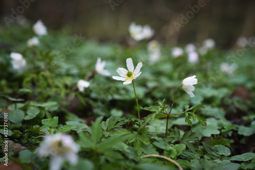 Blüten im Wald © Andy