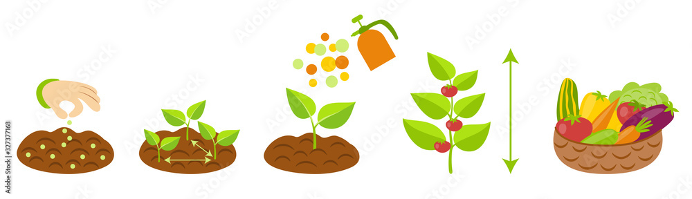 Plant growth stages infographics. Planting instruction template ...