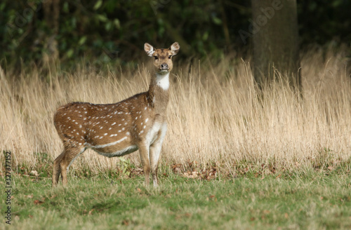 A beautiful female Axis Deer  Cervus axis  standing in a field at the edge of woodland.