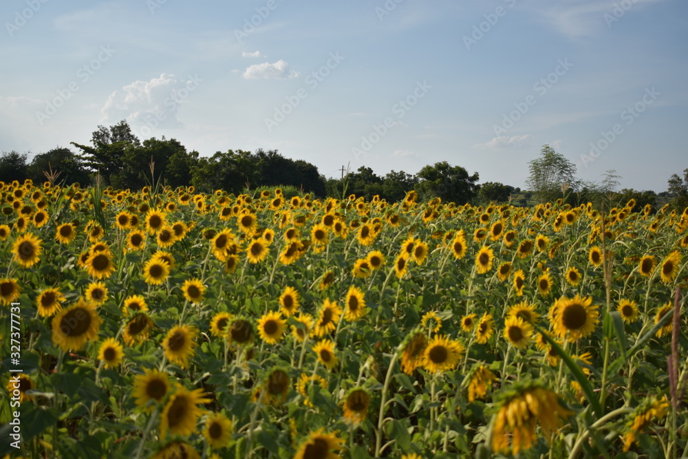 Obraz premium Sunflower farming in background with blue sky