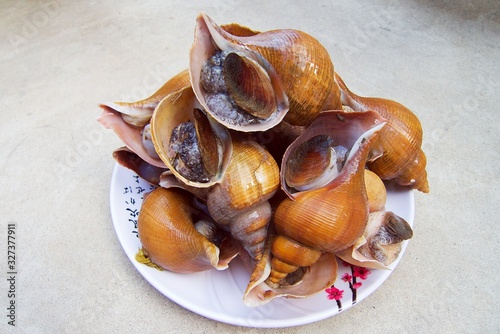 싱싱한 바다 생골뱅이 fresh sea snails photo