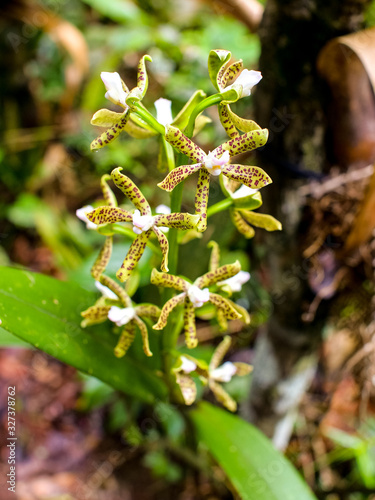 Prosthechea Tigrina by a Tree, Rare Flower with Star Shaped and White Button in the Middle in Medellin, Colombia photo