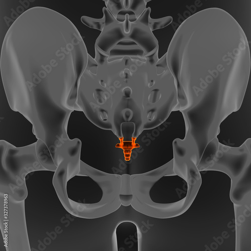 Fotografija 3D Illustration coccyx human skeleton medical concept