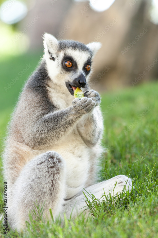 Obraz premium Valencia, Spain,3,6,2014: Ring-tailed Lemur of Madagascar at Bioparc in Valencia