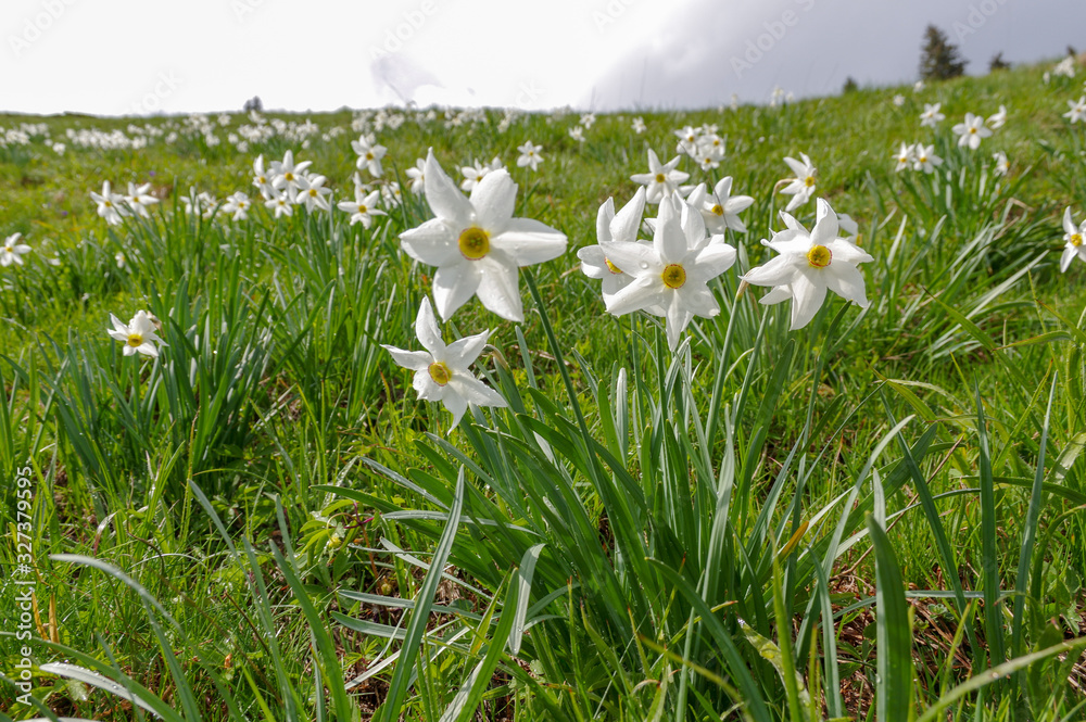 Wild Daffodils Field. Touch Of Spring. Wild Daffodils Field. Touch Of Spring.