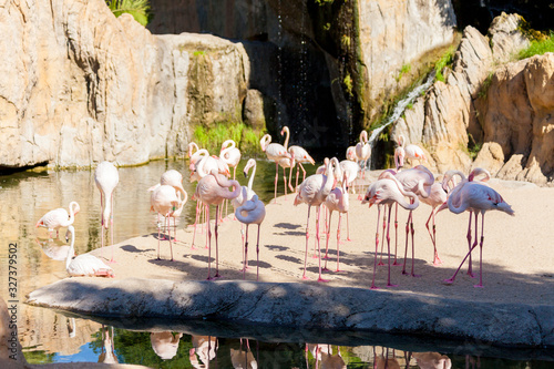 Valencia, Spain,3,6,2014: Pink flamingos at the bioparc zoo in Valencia photo