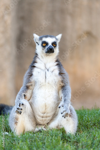Valencia, Spain,3,6,2014: Ring-tailed Lemur of Madagascar at Bioparc in Valencia