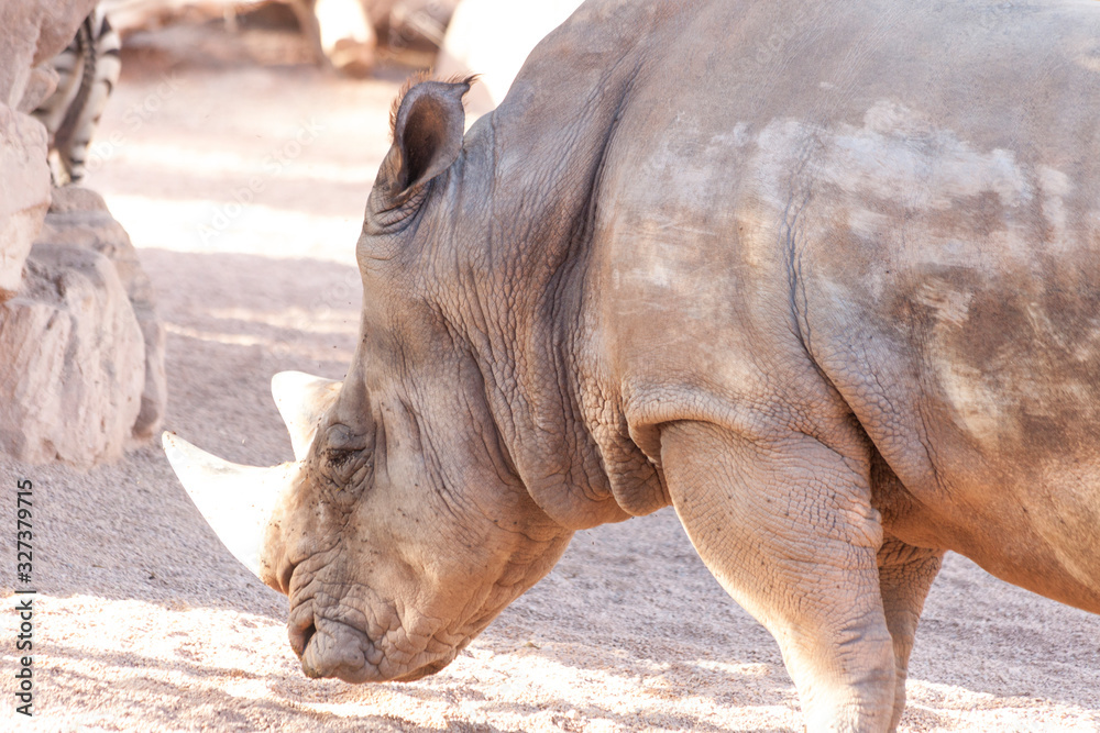Fototapeta premium Valencia, Spain,3,6,2014: White Rhinoceros at the Bioparc in Valencia