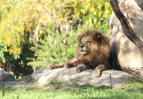 Valencia, Spain,3,6,2014: African Lions at the Bioparc in Valencia photo