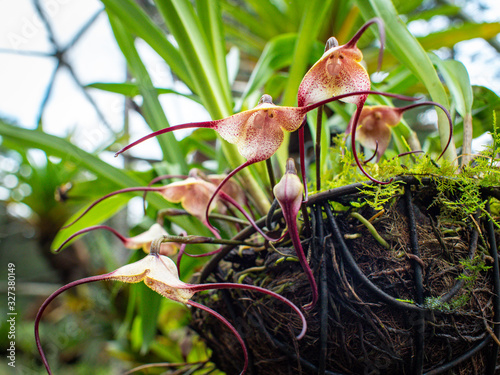 Obraz na płótnie Monkey orchid (Dracula Simia), Rare Colombian Orchid in a Green Garden with Sunny Light w salonie