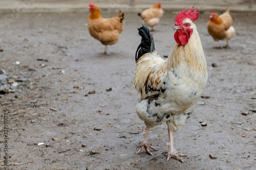 Fotografi Farming, free-range chickens in the yard in the summer