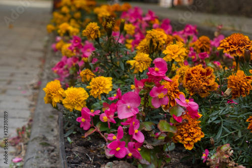 colorful begonia in summer garden