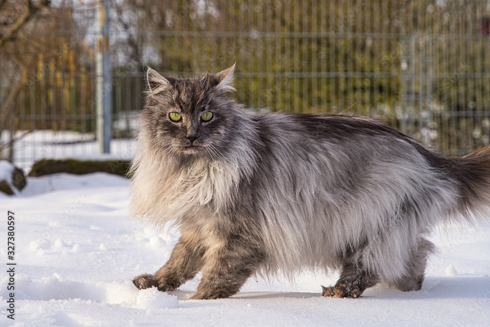 Türkische Angora Katze mit grauem Langhaarfell und grünen Augen im Schnee im Winter im Garten