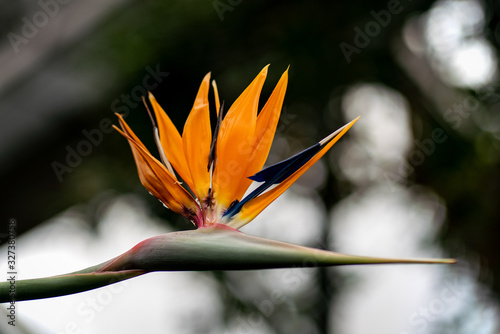 Close up of a bird of paradise flower