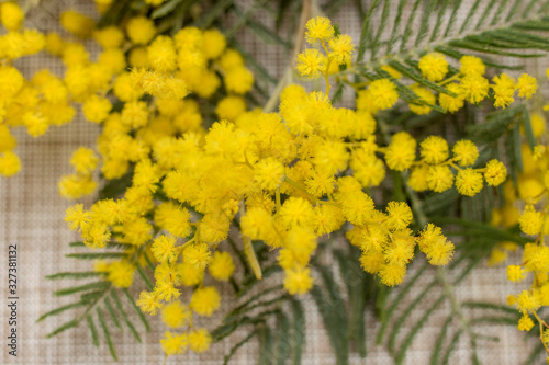 The mimosa's flowers on background
