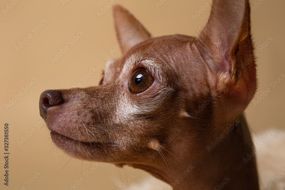 Adorable tiny pedigreed dog in studio on brown background Adorable tiny pedigreed dog in studio on brown background