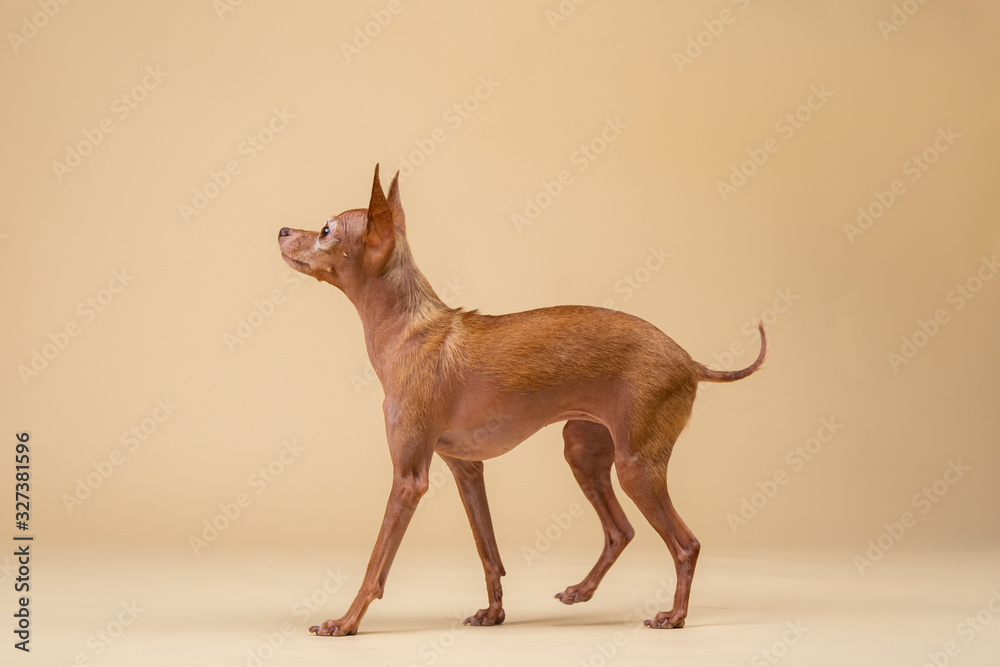 Cute purebred dog on standing in studio
