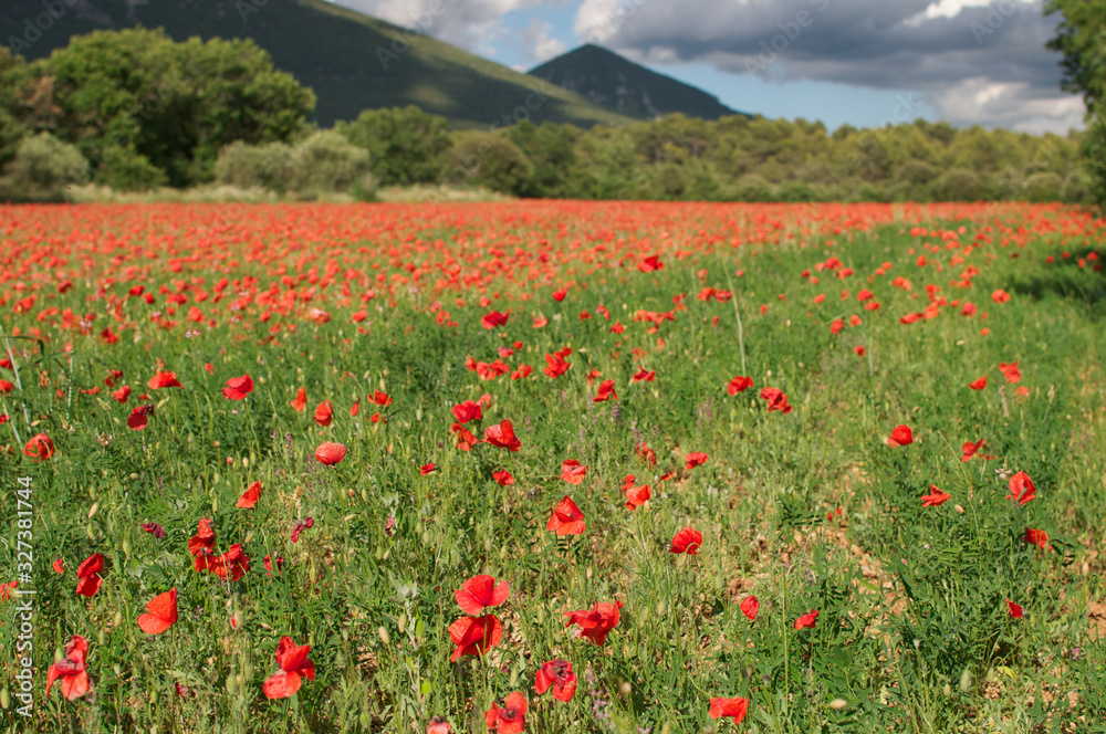Field of red poppies on the background of mountains in the South of France