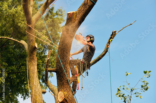 Canvas Print Arborist Cutting Tree