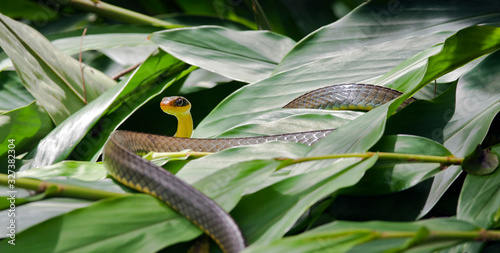 Vine snake, or Cobra Cipo, on green foliage photo