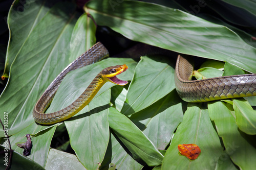 Vine snake, or Cobra Cipo, on green foliage photo