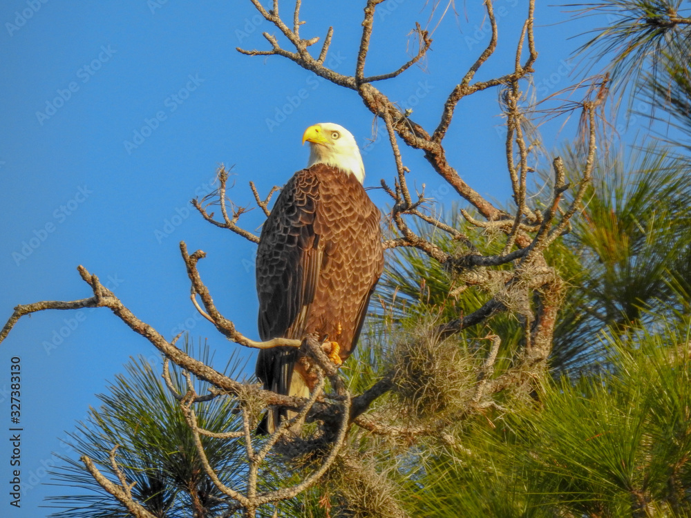 Bald eagle perched in a tree in Orlando Wetlands, Florida Bald eagle perched in a tree in Orlando Wetlands, Florida